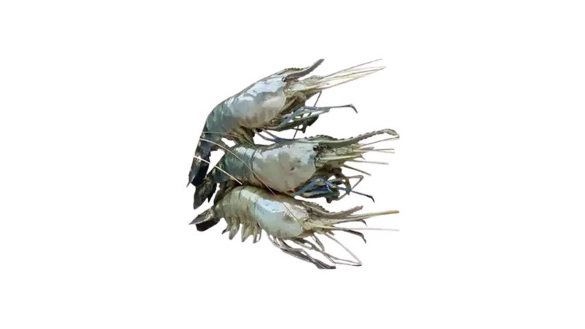 Golda Chingri Shrimp 500g