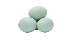 Duck Egg Local 6 Pieces