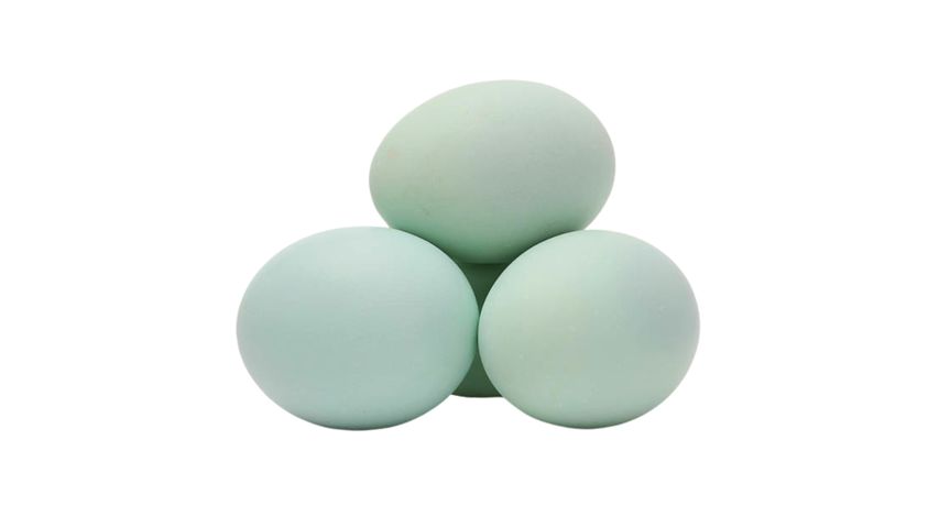Duck Egg Local 6 Pieces