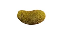 Jhum Pahari Jackfruit (Kacha Kathal) 1kg+