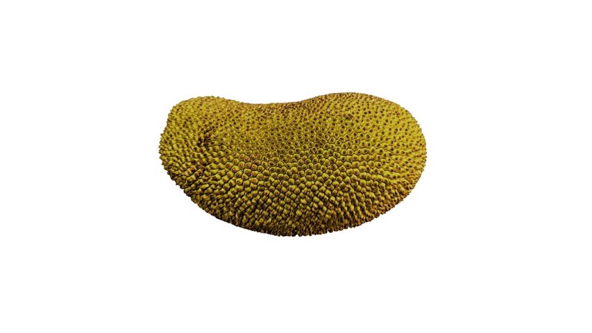 Jhum Pahari Jackfruit (Kacha Kathal) 1kg+
