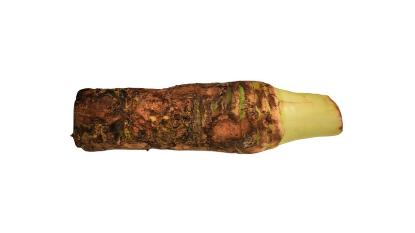 brightfarms Jhum Pahari Taro (Kochu) Long 1 Piece