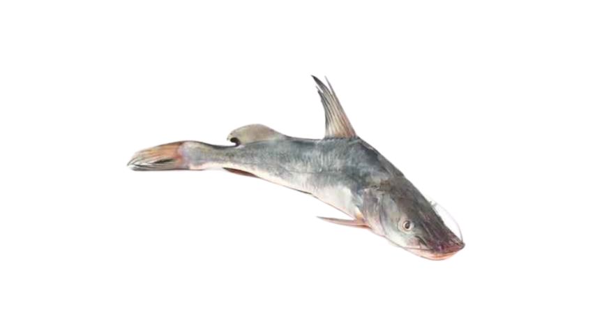 Ayer Fish Medium Cut & Clean 500g (1.500kg+ Sized Fish)