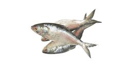 HIlsha Fish Ilish Whole 1.1kg