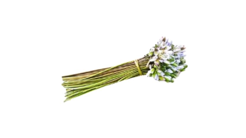 Water Lilies (Shapla) 400g