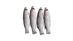 Sundarbans Premium Parshe Fish Clean 500g