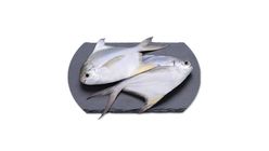 Fresh Sea Fish Rupchanda Large 1kg