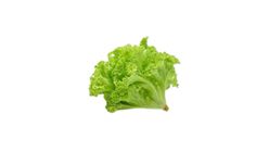 Lettuce Green Coral Imported 110g