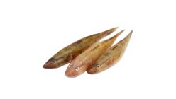 Hawor Baila Fish Block Processed & Clean 250g