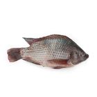 Fresh Telapiya Fish Big (2 Pieces) 1kg