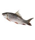 Rui Fish (1.5kg - 2kg) /KG (Culture)