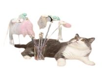 Bubble Cat Teaser 1 Piece