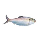 Hilsha Fish (901gm - 1Kg) /Pc (Padma)