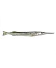 Kaika Fish 1Kg