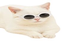 Round Shape Cat Sunglass