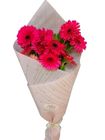 Gerbera Bouquet Code-5 1 Piece