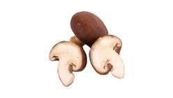 Fresh shitake mushroom