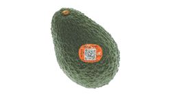 XL Avocado 1 Piece [Renewal / Old Packaging Random Delivery]