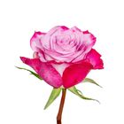 Purple Rose Bouquet S Size 1 Bouquet