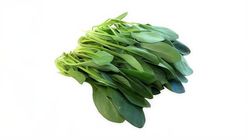 Aqua Green Spinach 1 pack approx. 250g