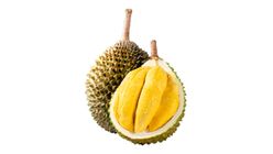 Vietnam Azalea Durian 1pc