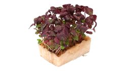 Cress Shiso Purple 70g / Pack