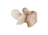 Japanese Eringi Mushroom 1 Packet