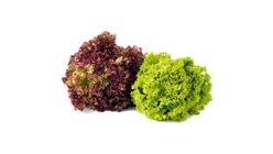 GG RED & GREEN CORAL LETTUCE PKT