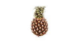 Pineapple Josaphine L 1 Piece - 2001059