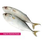 Frozen Indian Mackerel Fish 6/8 1kg Pack