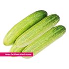 Cucumber / Timun 900g - 1kg (401644901)