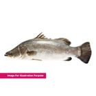 Ikan Siakap (Medium) 1 Piece - 8572