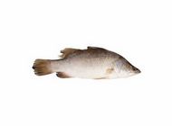 Fresh Ikan Siakap Fish (1pc) | 10008862-EA