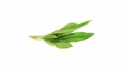 DL DAUN KUNYIT PC