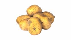 Premium Holland Potato Kg. 1kg