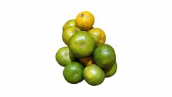 HONEY MANDARIN KG ( LIMAU MADU)