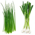 Fresh Green Onion / Hara Pyaz 250g