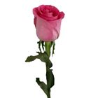 Pink Long Stem Imported Rose 1 Piece