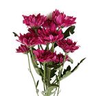 Purple Single Stem Chrysanthemum 1 Piece