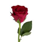 Single Long Stem Imported Roses 1 Piece