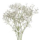 Single Stem Baby's Breath 1 Piece