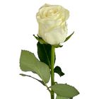 White Long Stem Imported Rose 1 Piece