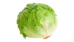 Iceberg Lettuce 1kg