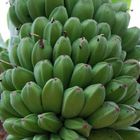 Banana - Saba 1kg