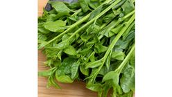 Alugbati 250g