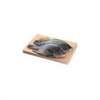 Tilapia (576021)
