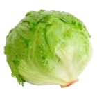 Lettuce Iceberg (589639)