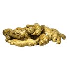 Ginger (127711)