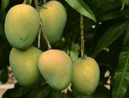 Himsagor Mango 1Kg