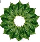 Betel Leaf Paan 40 Pieces
